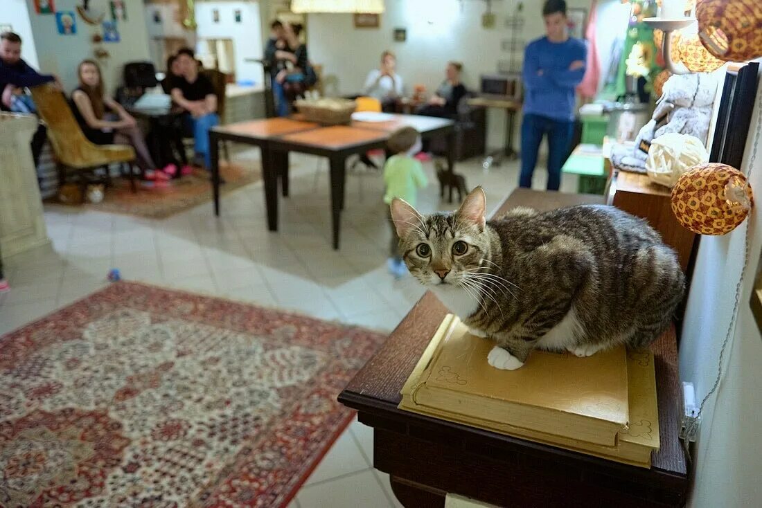 Кэт кафе. Котокафе Котиссимо Москва. Москва новая Басманная улица 31 котокафе Котиссимо. Кафе Котиссимо в Москве. Кафе Котиссимо на Басманной.