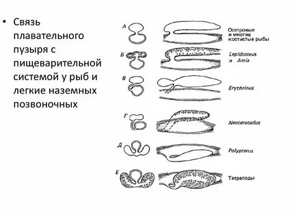 Плавательный пузырь функции