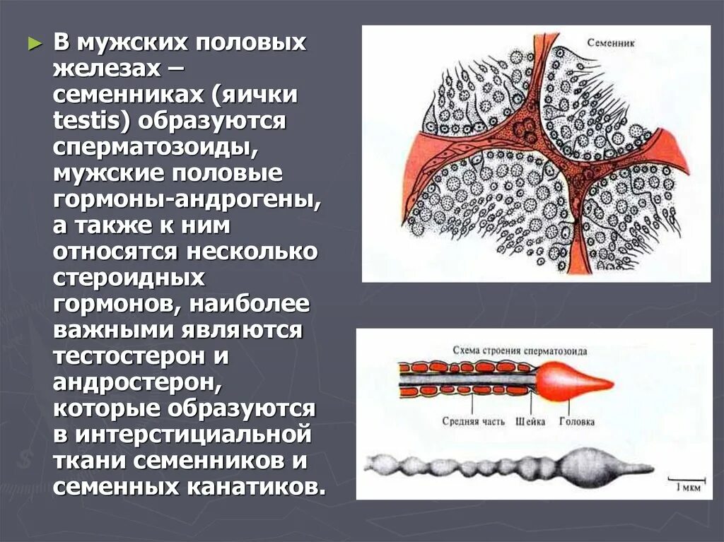 Половые гормоны семенников. Гормоны семенника и их функции. Мужские половые гормоны образуются в. Клетки вырабатывающие мужские половые гормоны. Половые железы называют