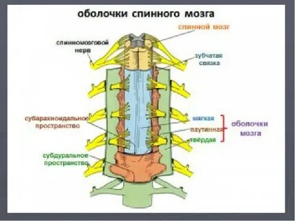 Зубчатый нерв