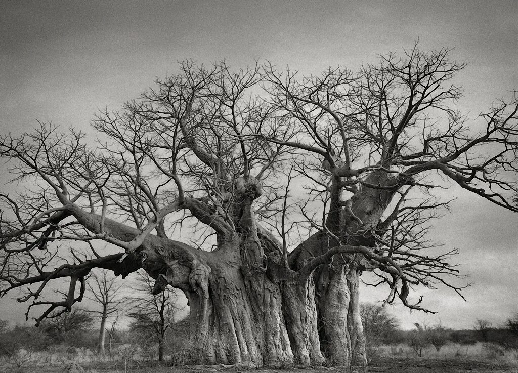 Эйдотея дерево. Баобаб древний дерево. Самое старое дерево баобаб. Страшный дуб. Мир древних деревьев