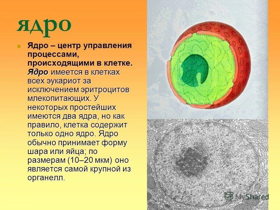 Наличие двух ядер характерно. Наличие двух ядер характерно