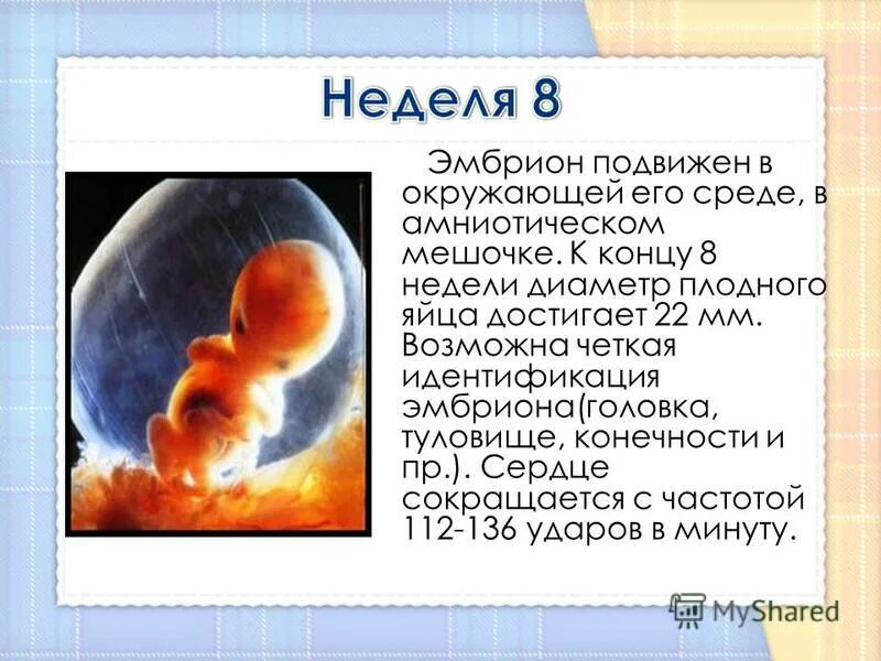 7 недель что происходит с малышом. Какого размера плод на 8 неделе беременности. Как выглядит эмбрион в 8 недель. Размер плода на 8 неделе беременности. Как выглядит плод в 7-8 недель.