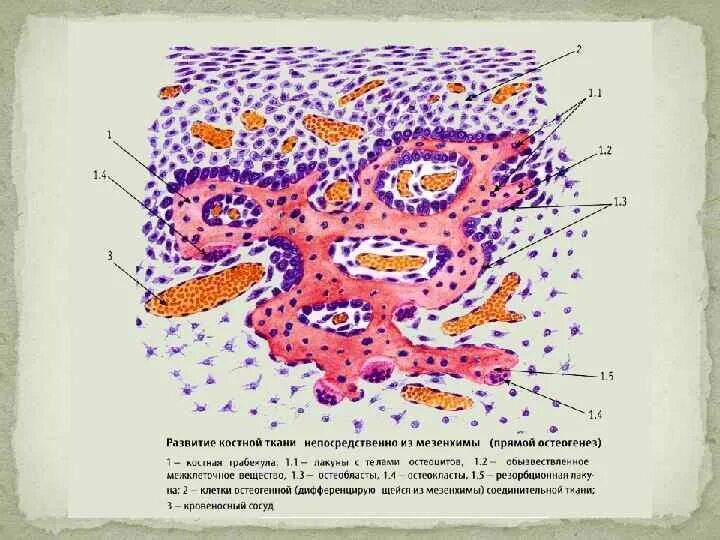 Развитие костной ткани из мезенхимы препарат. Источники развития мезенхимы. Морфологическая особенности мезенхимы. Из мезенхимы развиваются. Развитие кости из мезенхимы прямой остеогенез препарат гистология.