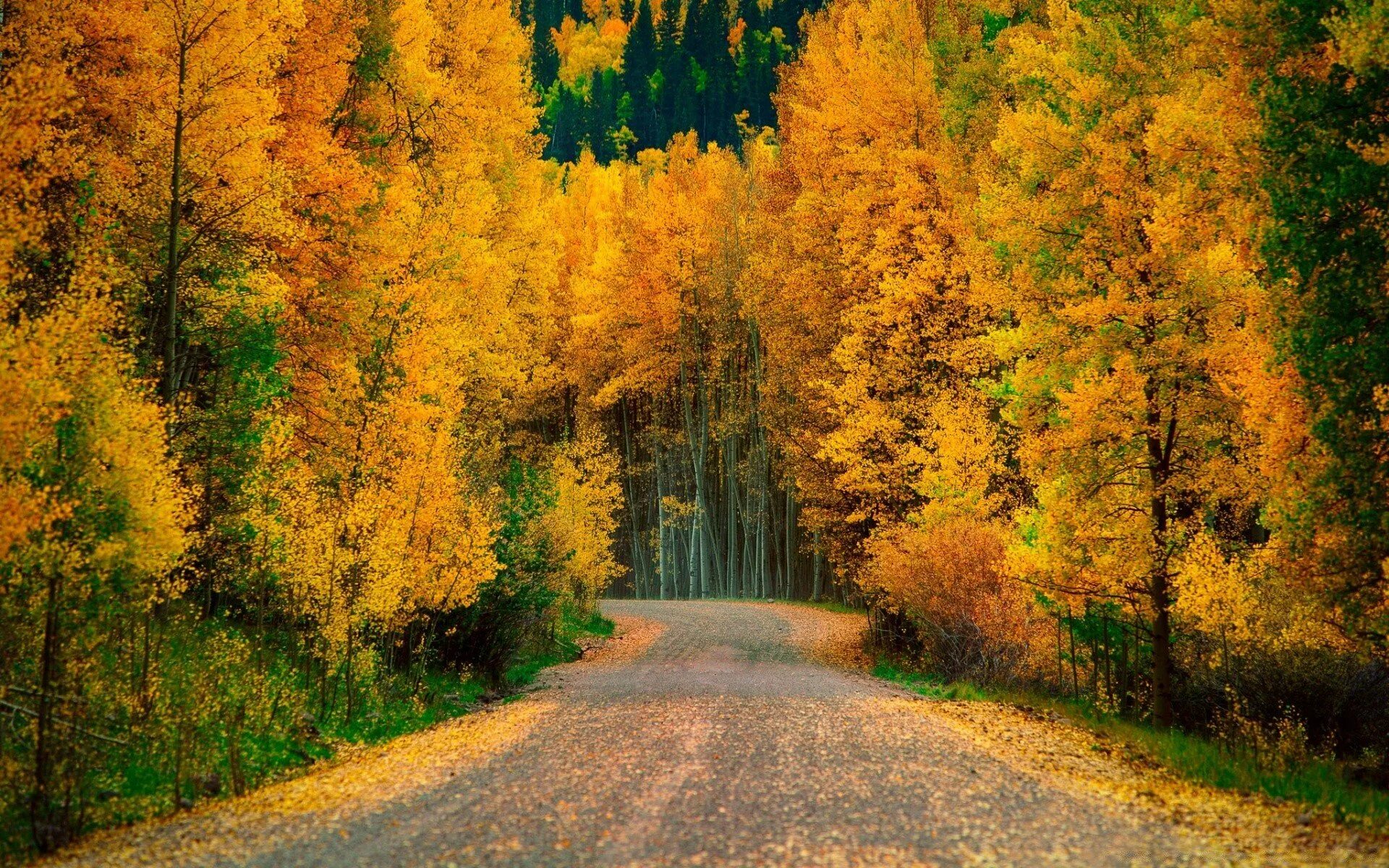 Осень фото красивые. Осенний лес. Природа осень. Осень в лесу. Природа осенью.