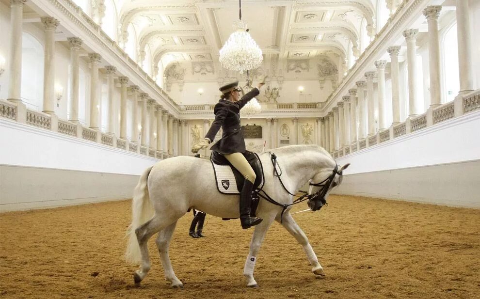 Липицианская порода лошадей. Липицианская порода лошадей выездка. Испанская школа верховой езды в Вене. Липицианские лошади Вена.