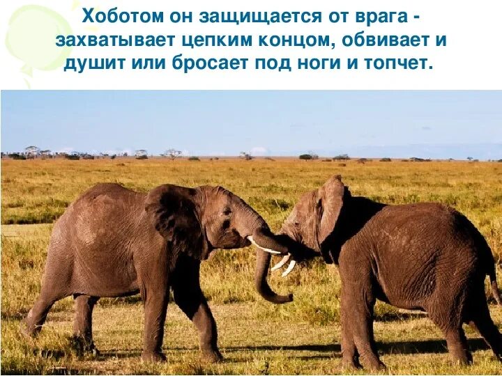 Животное защищается с помощью. Как защищаются животные. животные защищаются от врагов. как слон защищается от врагов. как животные спасаются от врагов.