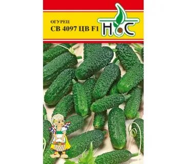 Огурцы св