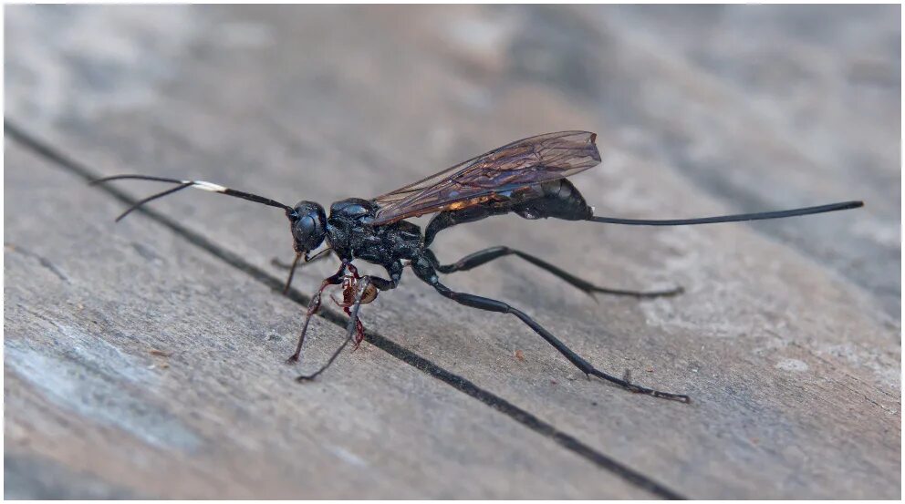 Муравьи наездники. Наездник Echthrus reluctator l. (Ichneumonidae, Cryptinae). Муха наездник. Наездник эулофус. Насекомое с длинным жалом.