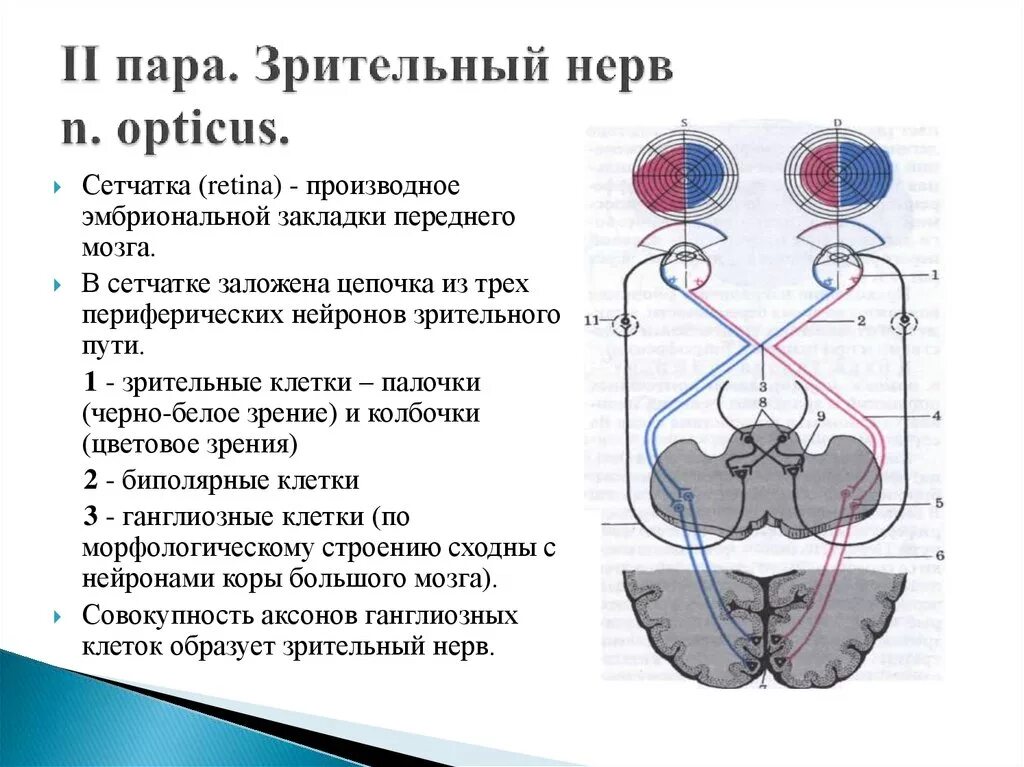 Два зрительных нерва. Зрительный нерв (II пара, 2 пара, вторая пара черепных нервов), n. Opticus. Зрительный нерв образован аксонами нейронов. Зрительный нерв (II пара) схема. .Зрительный нерв, n. Opticus функция.