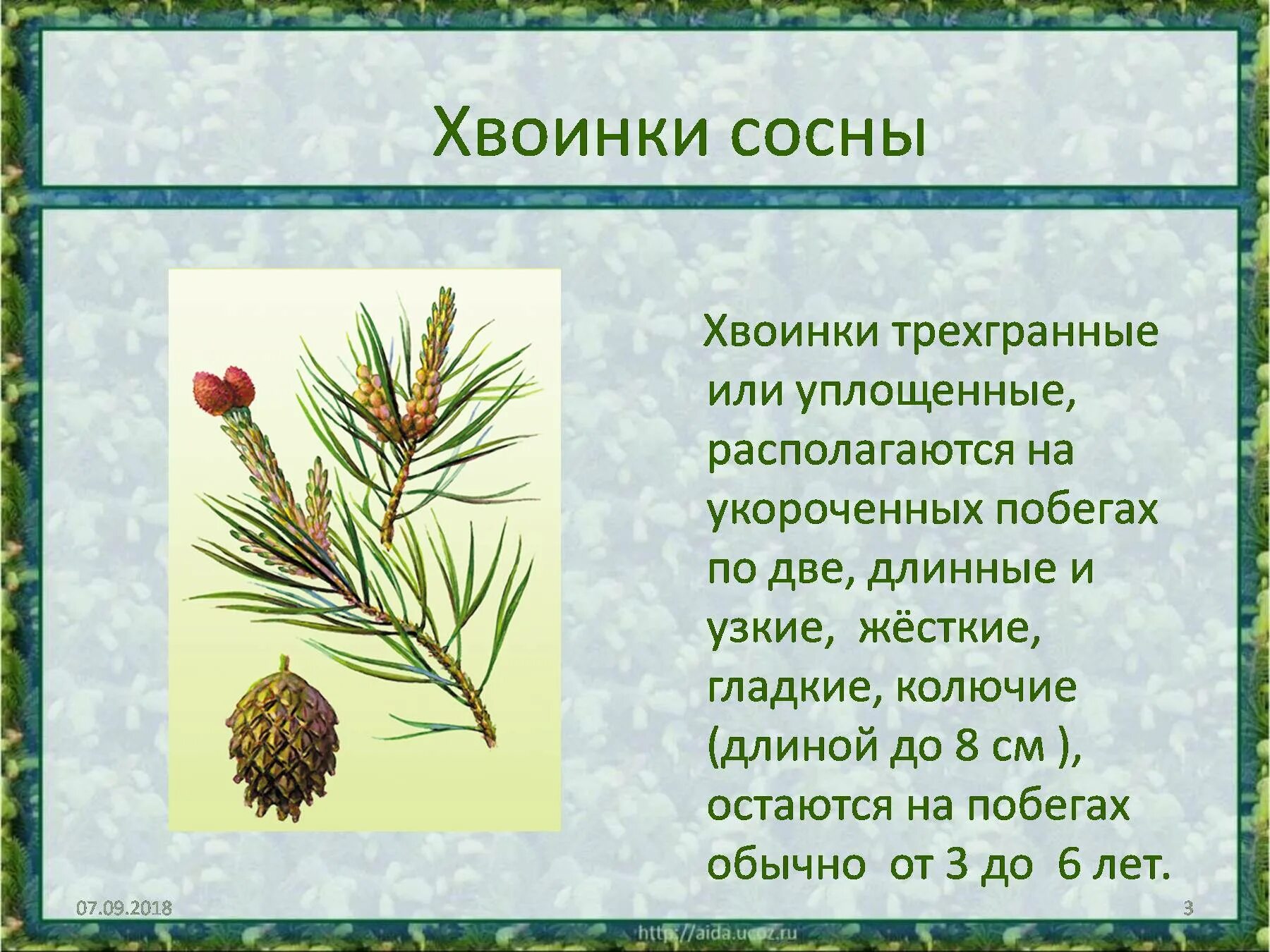 Где находится ели. Сосна описание хвоинок. Укороченный побег сосны с хвоинками. Сосна обыкновенная 3 хвоинки. Форма хвоинки сосны обыкновенной.