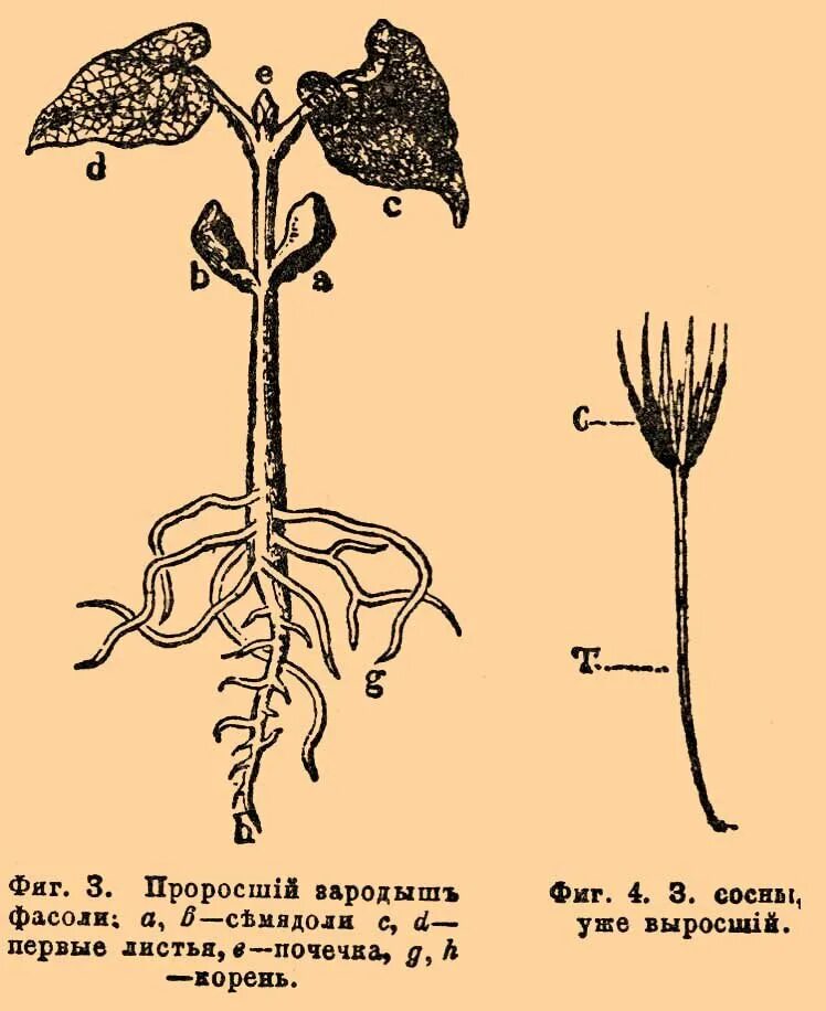 Корень проростка фасоли. Корневая система фасоли обыкновенной. Корневая система проростка фасоли. Корень проростка гороха. Фасоль корневая