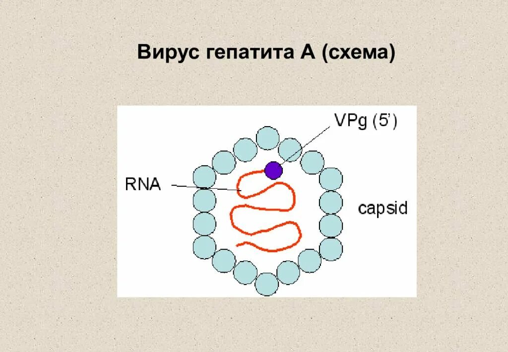 Вирус гепатита 6. Строение вируса гепатита в. Гепатит с строение. Строение вируса гепатита с схема. Вирус гепатита с рисунок.