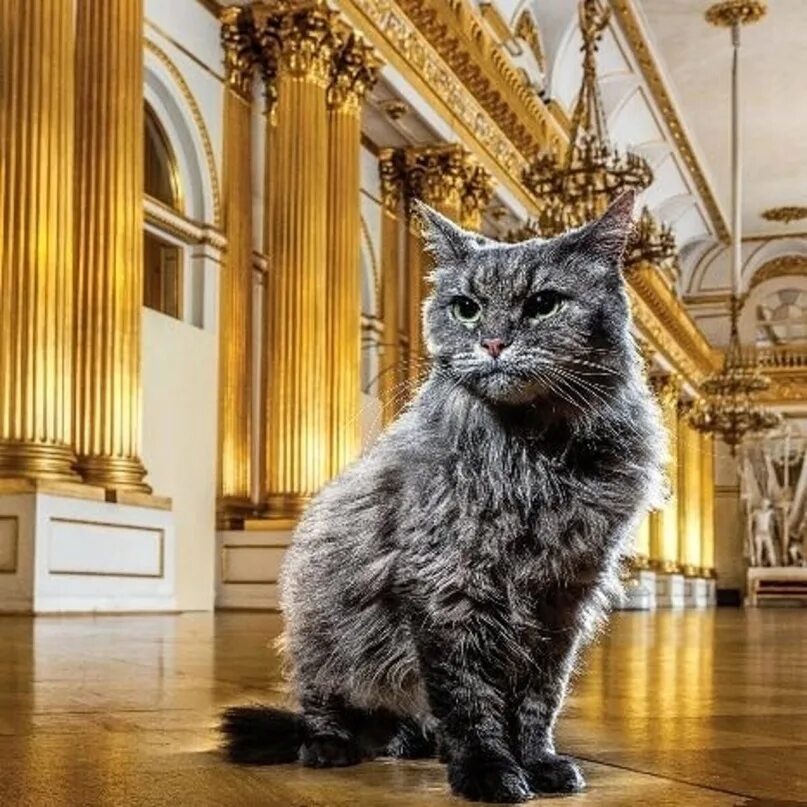 Кот в эрмитаже рисунок. Эрмитаж санкт-петербург коты. коты эрмитажа. коты эрмитажа 2025. эрмитажные коты эрмитажные коты.