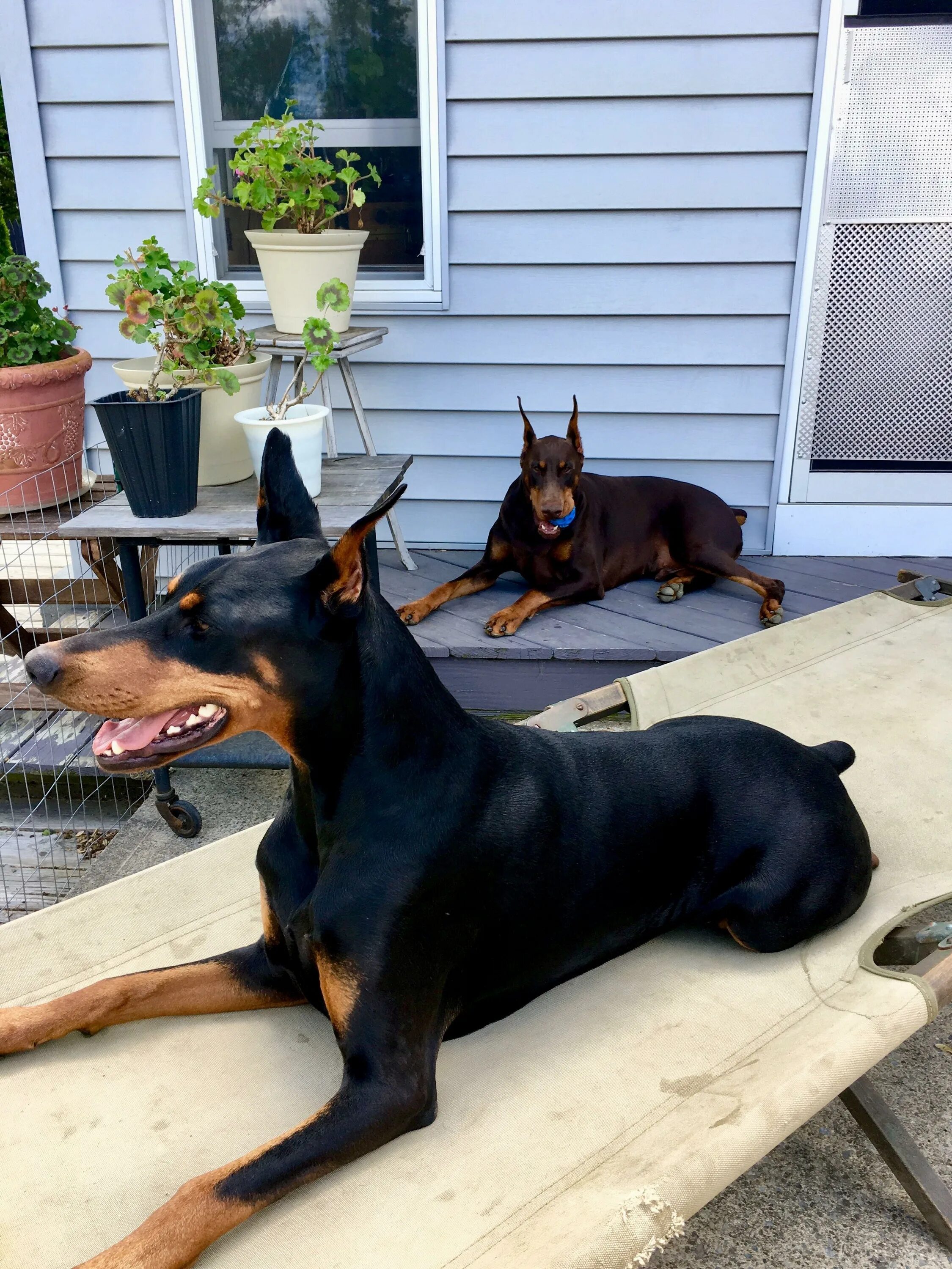 Доберман в доме. Доберман дома. Доберман дома. Собака доберман щенок. Доберман собака.