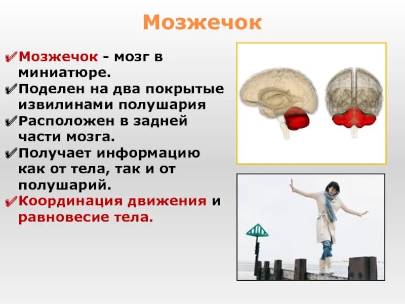 Нарушение функции мозжечка. Функции мозжечка человека. Координация движений мозжечок. Мозжечок мозга. Мозжечок мозг функции.