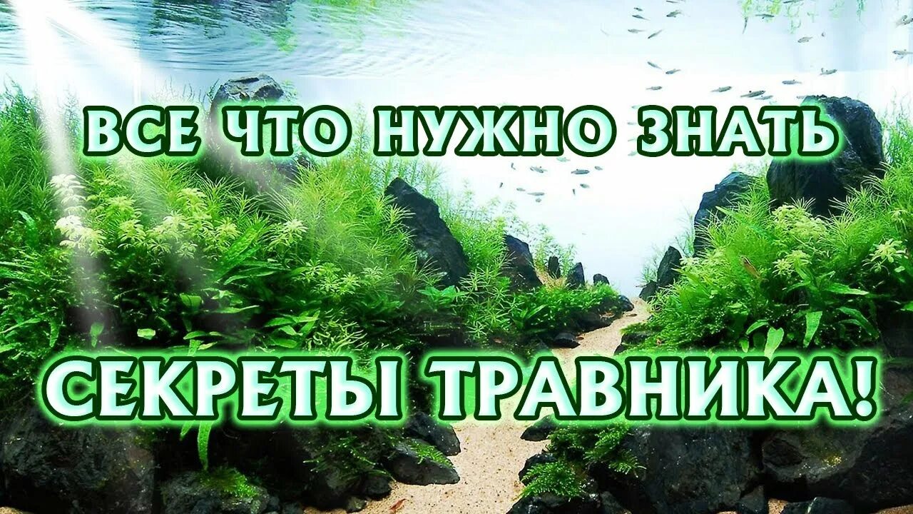 Школа травника. Фитошкола "дивея", травничество. Обучение травничеству с нуля. Школа травника. Травник машериши страницы.
