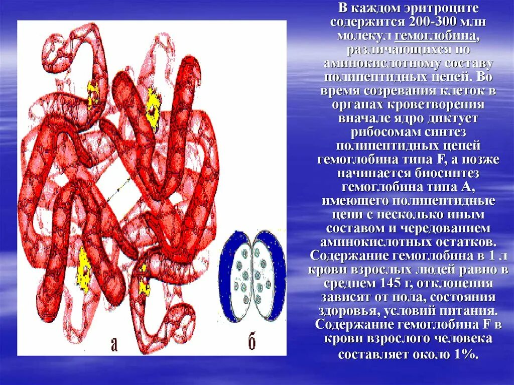 Сколько хромосом содержит эритроцит собаки. Полипептидная цепь гемоглобина эритроцит. Структура полипептидных цепей гемоглобина. Полипептидные цепи в молекуле гемоглобина. Из нескольких полипептидных цепей состоит молекула гемоглобина.