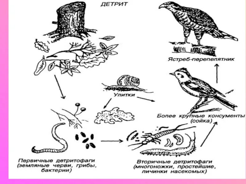 Редуцент консумент плотоядное животное детритофаг. Цепь разложения детритная. Детритофаги. Детритофаги и редуценты. Консументы детритофаги.