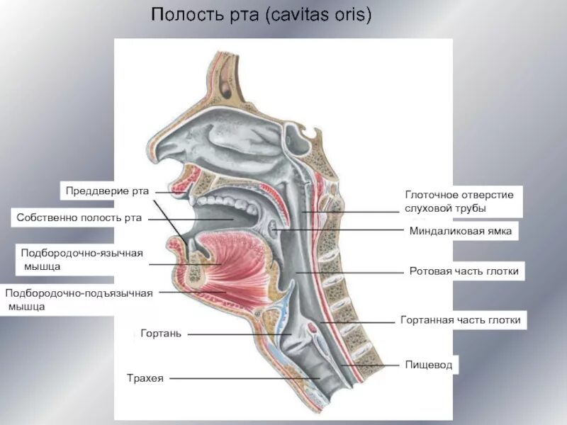 Пищеварительная система человека полость рта анатомия. Полость рта (cavitas Oris) имеет:. Преддверие полости рта и собственно полость