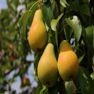 Лесная красавица груша отзывы садоводов описание