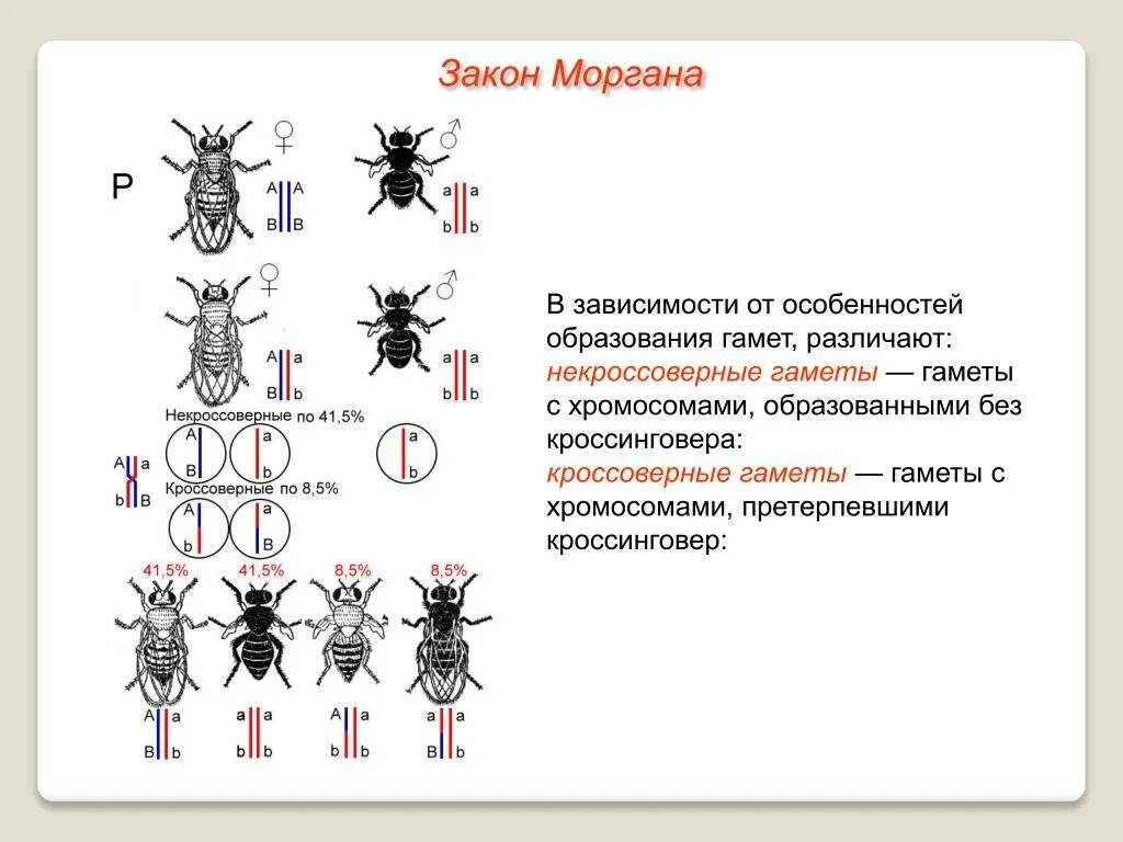 Теория сцепленного наследования Томаса Моргана. Хромосомная теория наследования т Моргана. Теории наследственности т. Моргана. Теория наследования пола т Моргана. Некроссоверные особи