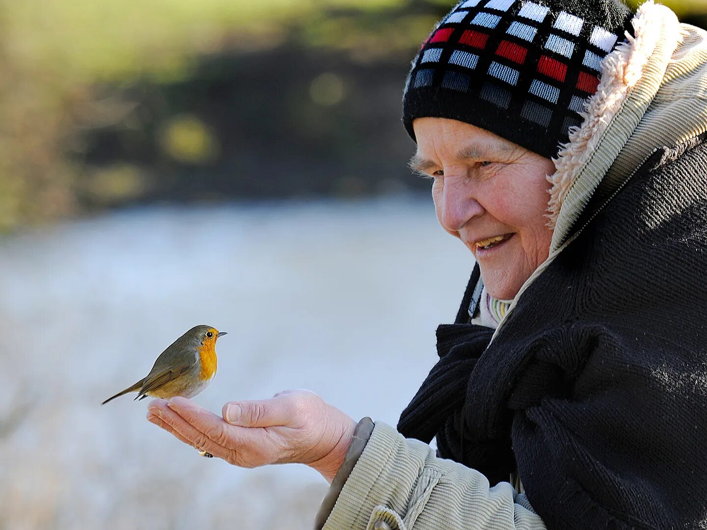 Человек кормит птичек. Кормление птиц. Бабушка и птица. Зима люди птицы.