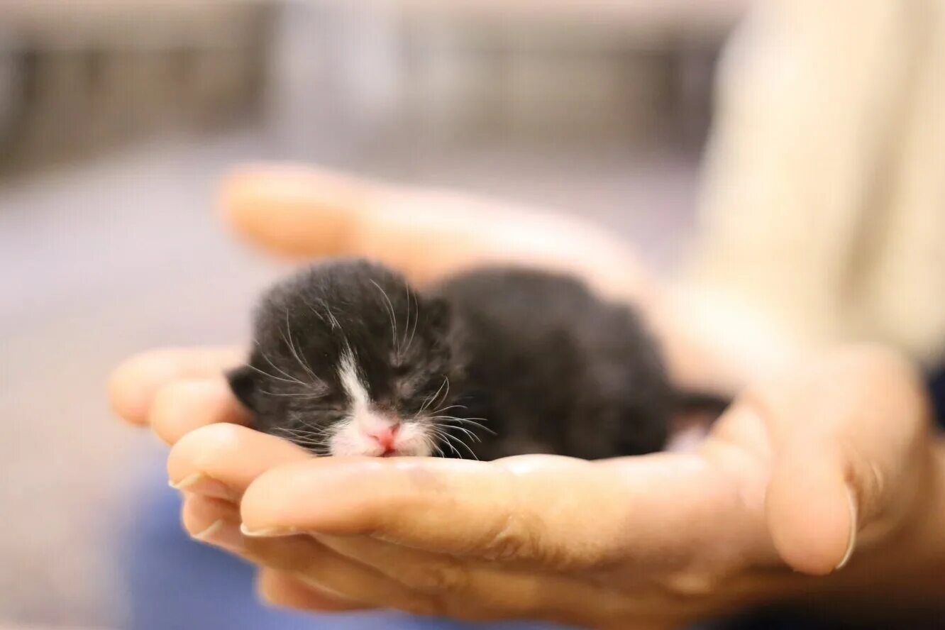 Котята без кошки как ухаживать