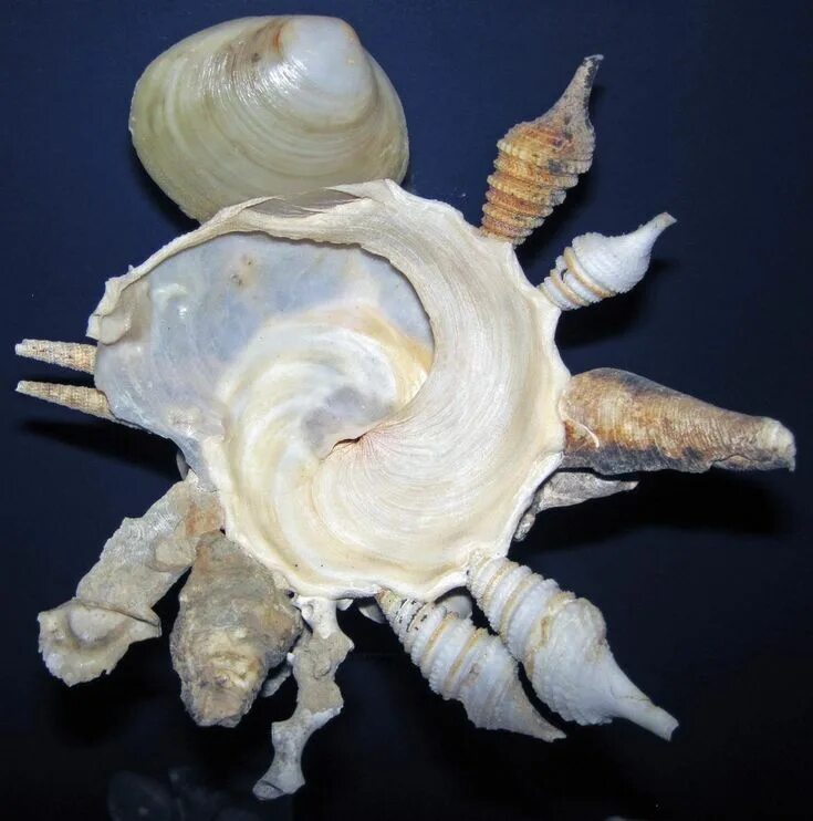 Shell missing