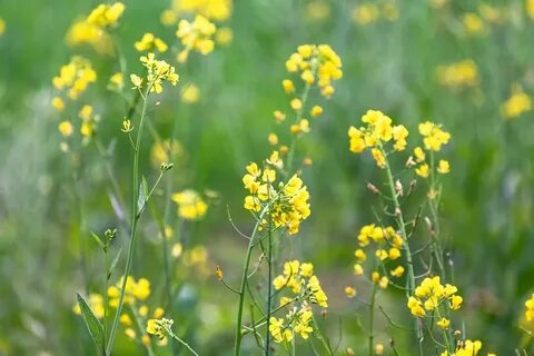 Фото цветущей горчицы
