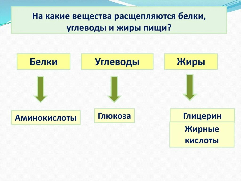 Где начинается расщепление белков