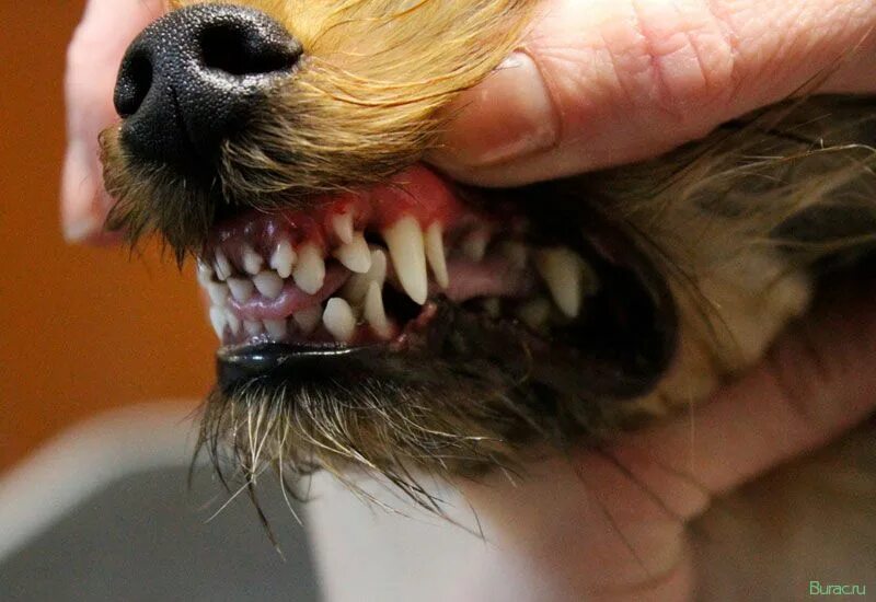 у щенка резцов