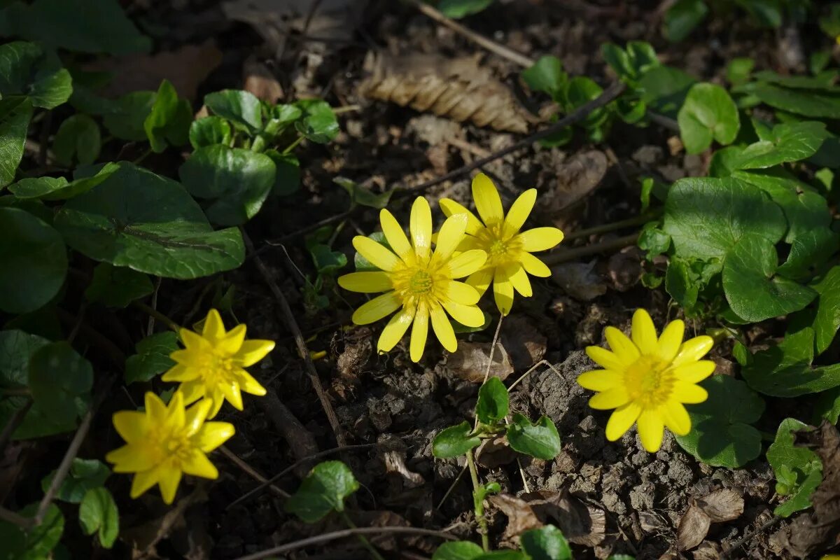 Anemone ranunculoides Image of an specimen Plantarium