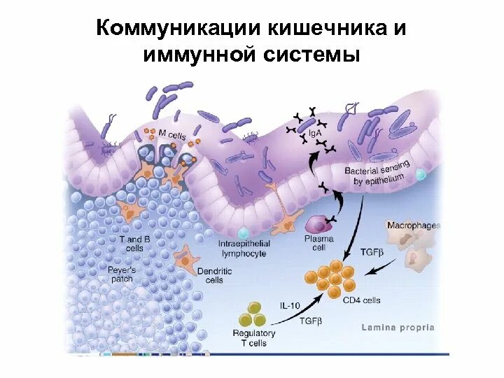 Микрофлора кишечника и иммунитет. Иммунитет кишечника иммунология. толстый кишечник и иммунитет. микробиота кишечника и иммунитет. иммунитет и кишечник взаимосвязь.