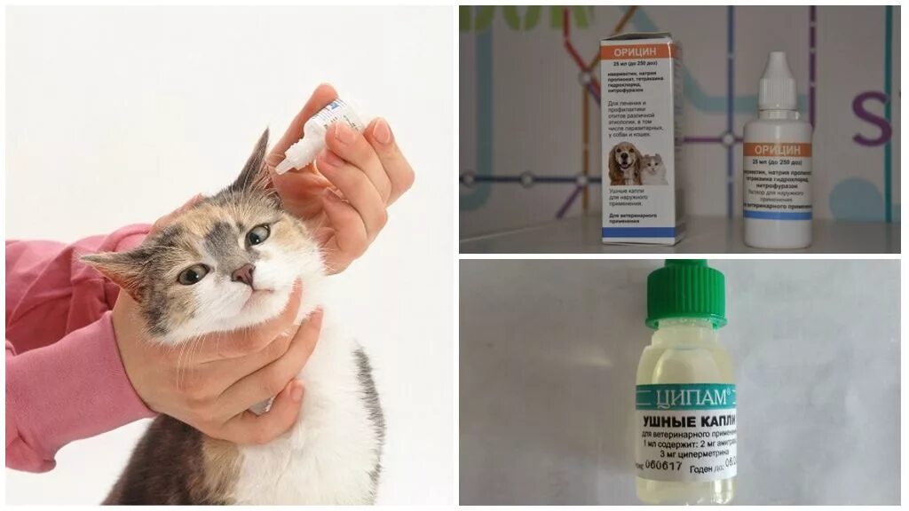 Можно ли кота обработать перекисью. Отодектоз. Ушной клещ у кошек. Отодектоз (ушная чесотка).