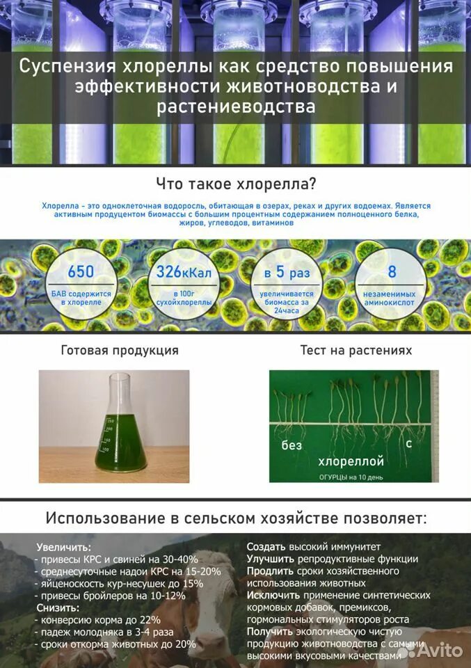 Функции хлореллы 7 класс. Суспензия хлореллы. суспензия хлореллы порошок. биомасса хлореллы. хлорелла для растений.