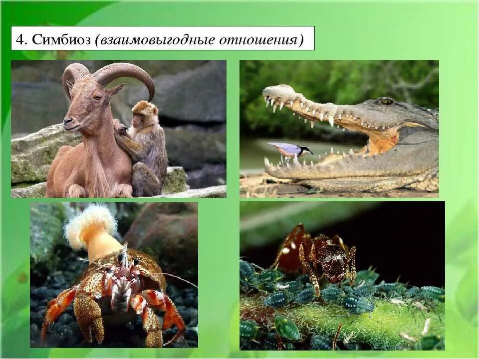 Симбиотические взаимоотношения примеры. Симбиоз. Симбиоз примеры животных. Симбиотические отношения между животными. Симбиотические взаимоотношения организмов.