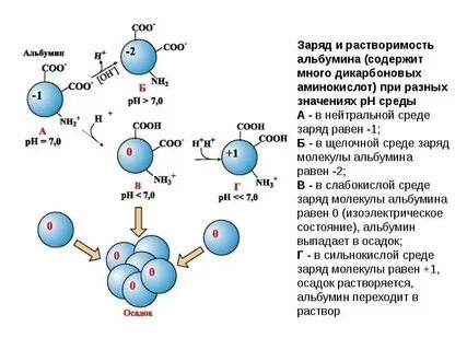 Яичный белок растворяется в воде