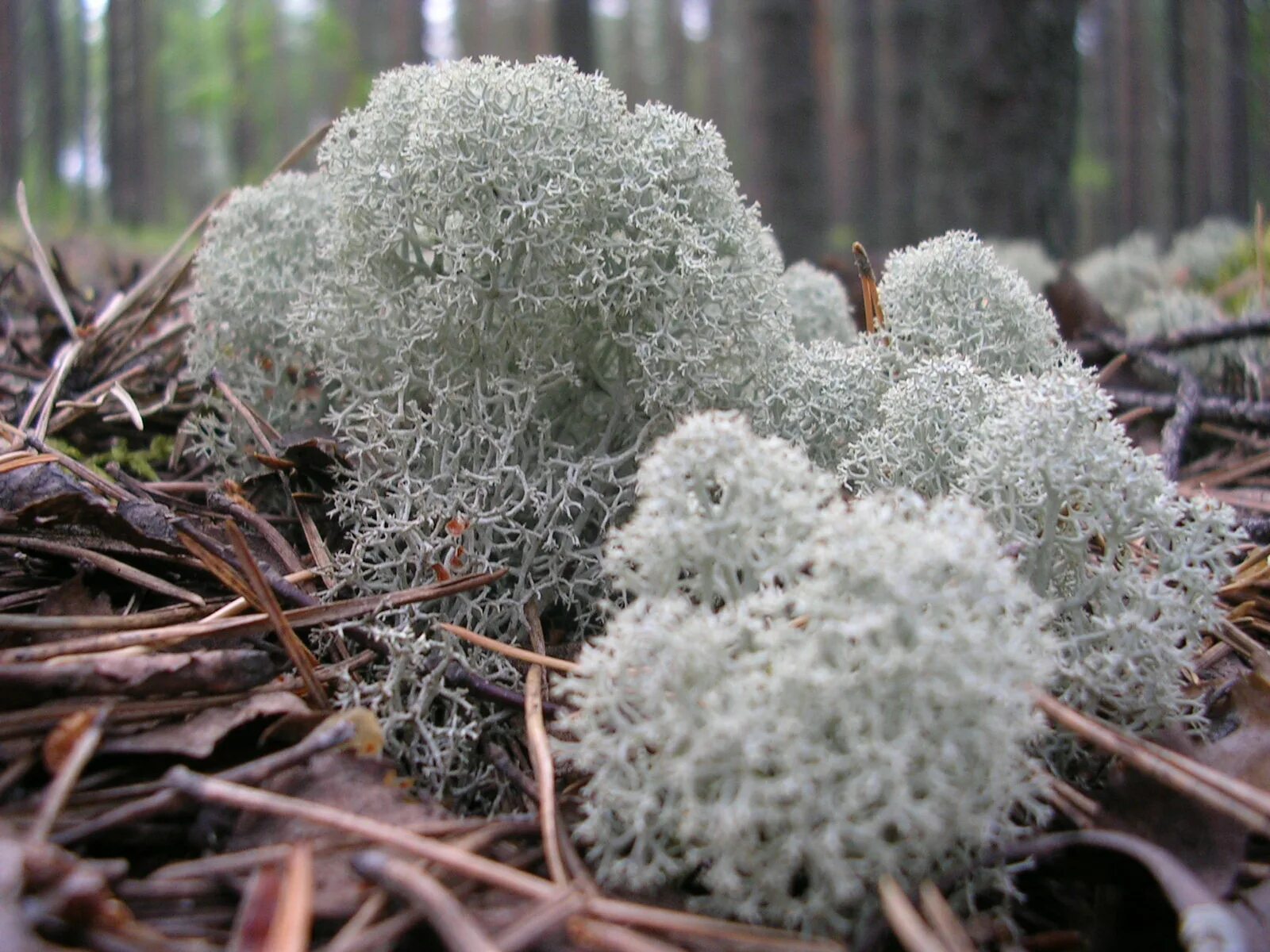 Кладония лесная (cladonia sylvatica). Лишайник цетрария в арктике. Лишайник цетрария исландская. Цетрария исландская. Ягель исландский мох.