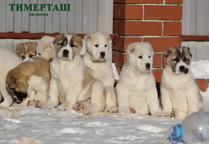 Где находится питомник. Щенки из питомника серебрянный век. питомник щенков в бишкеке. питомники щенков город ковров.