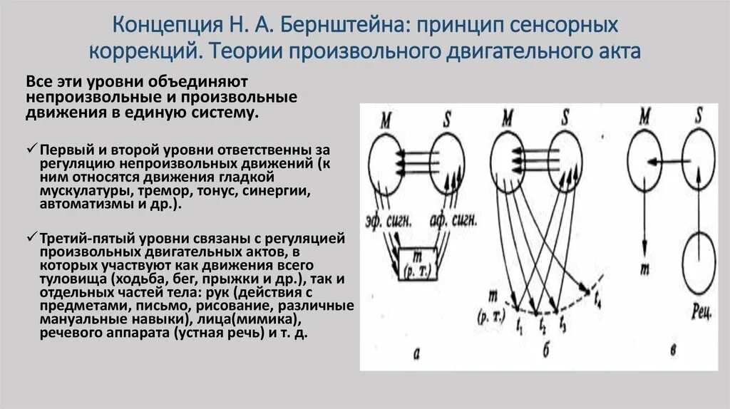 Принцип сенсорных коррекций н.а Бернштейна. Схема управления движениями по н.а.Бернштейну.. Бернштейн схема организации движения. Модель движений Бернштейна.