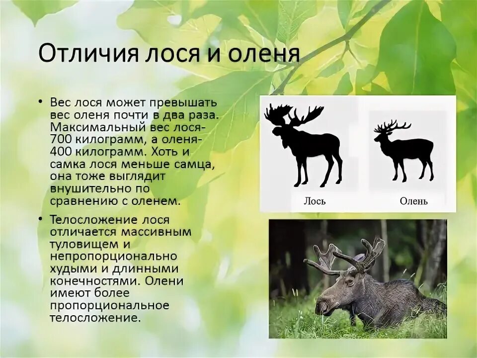 Какие отношения складываются между оленем и медведем. Олень и лось разница. различие между лосем и оленем.