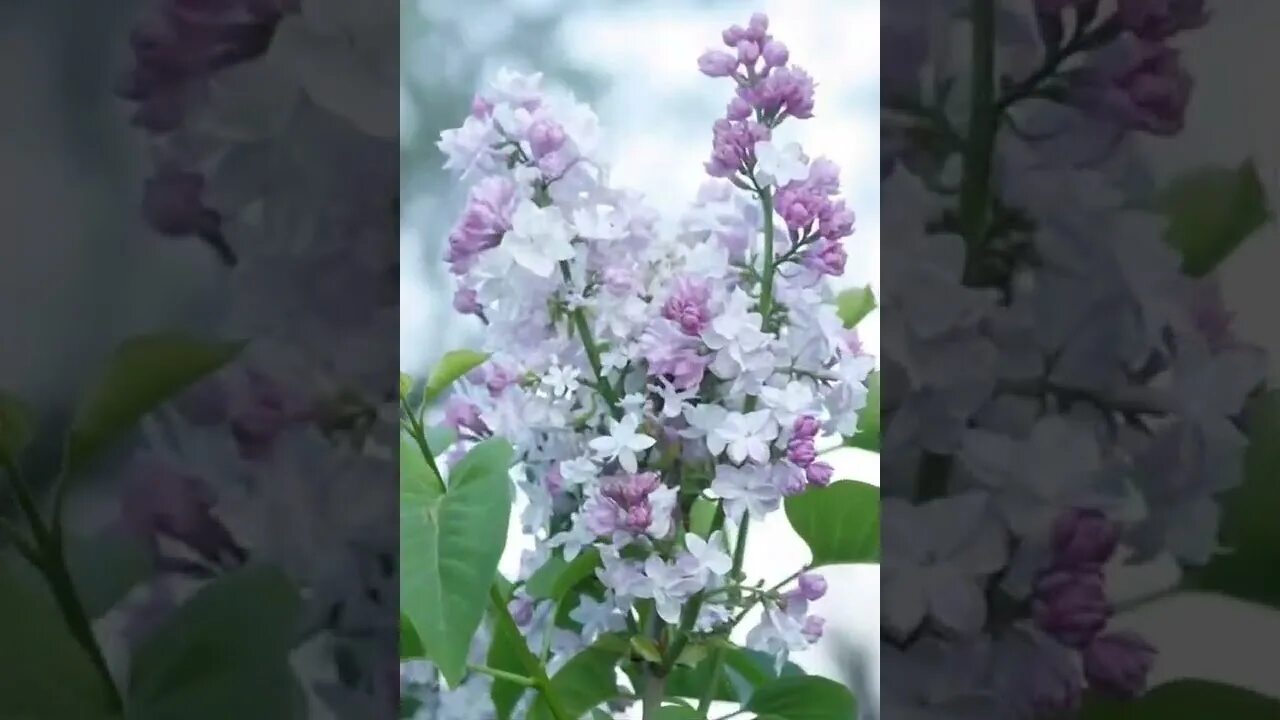 Песни садко цветет сирень. Садко сирень. Копытцев цветет сирень. Садко цветок Цветущий. Ансамбль Садко цветет сирень.