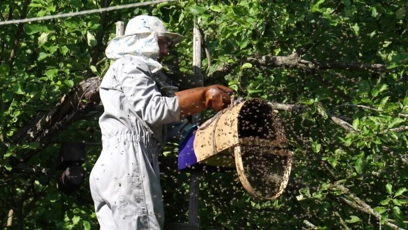 Ловля пчел. Роевня ЛОВУШКА для пчел. Пчелиный Рой в роевне. Рой пчел на пасеке. Брянские пчеловоды поимка роя.