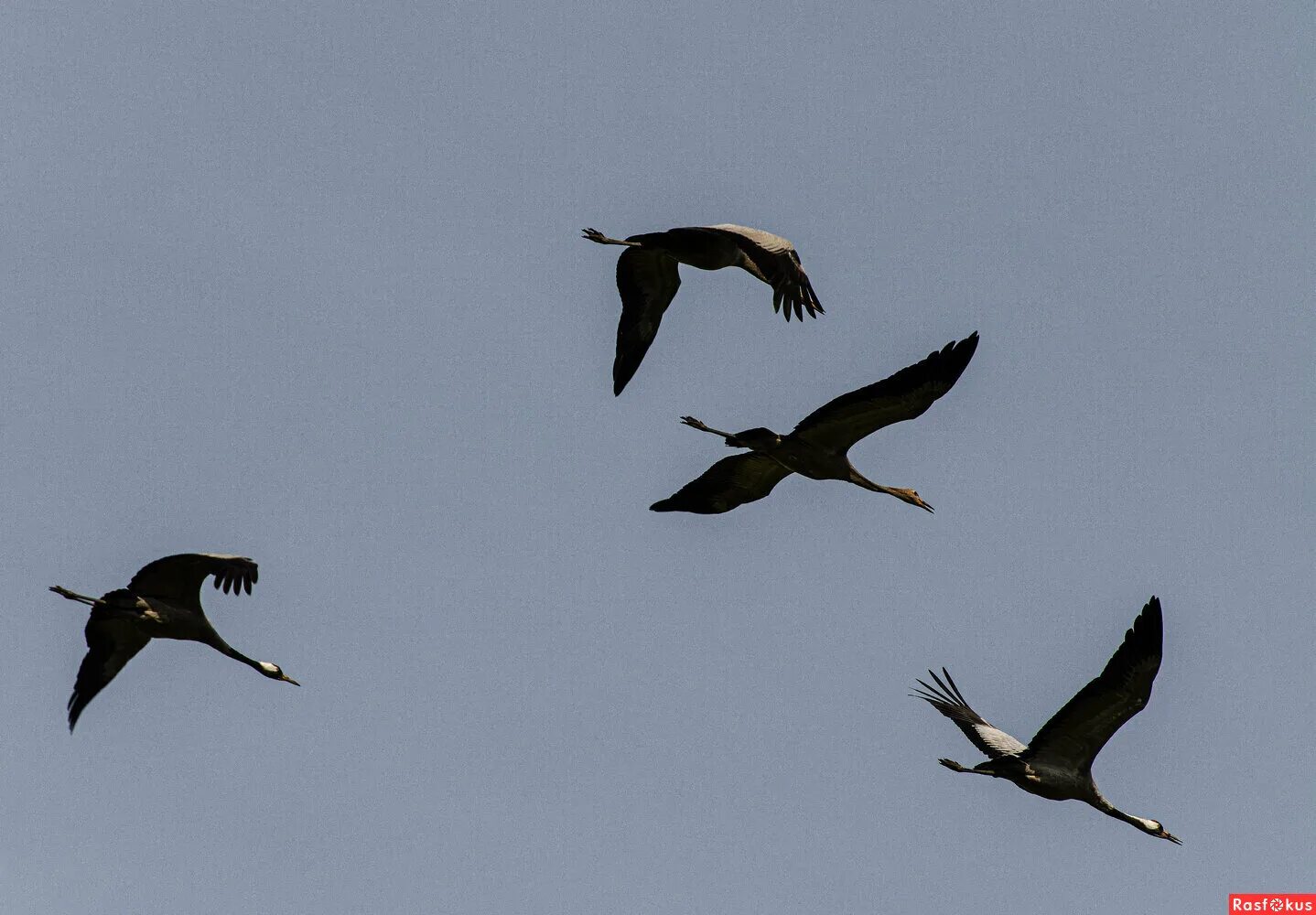 миграция ласточек на карте. клин перелетных птиц. где зимуют птицы 1 класс окружающий мир. окружающий мир 1 класс задания. окружающий мир перелеты ласточек и журавлей.