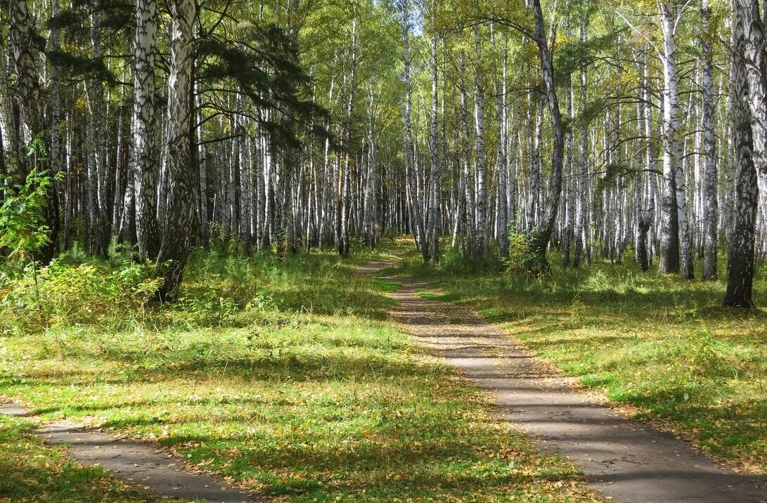 Парк ру тюмень. Парк Гагарина Тюмень. Лесопарк имени ю.а Гагарина Тюмень. Парк Юрия Гагарина Тюмень. Лесопарк Гагарина Тюмень.