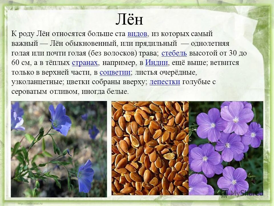 Сообщение про лен. Лен культурное растение. лён растение описание. лен презентация для детей. информация о льне.
