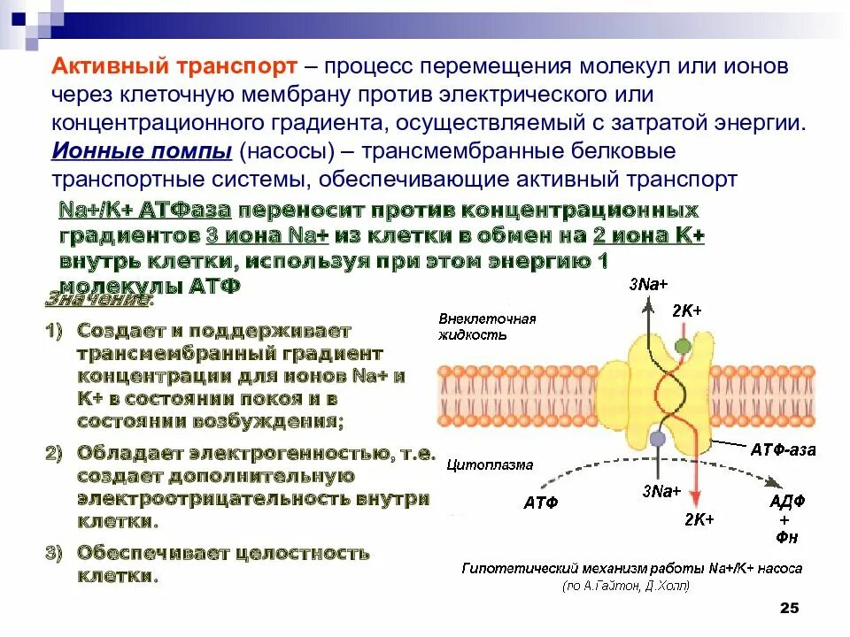 Активный транспорт ионов. Пермеазы это микробиология. Элементом принимающим участие в активном транспорте ионов. Активный транспорт веществ через мембрану первичный и вторичный. Активный транспорт.