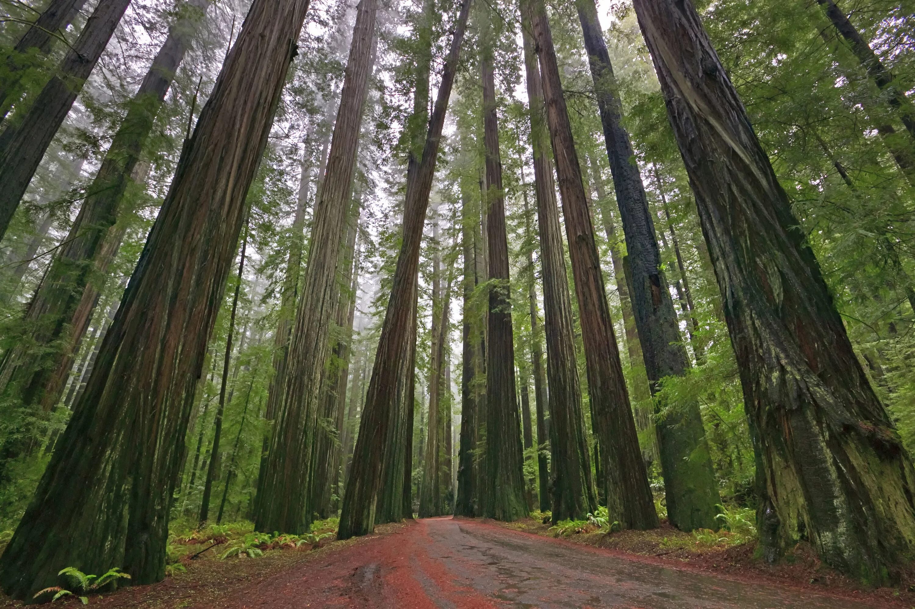 Национальный парк «Редвуд» в Калифорнии. Парк Редвуд Калифорния деревья. Секвойя Редвуд. Редвуд национальный парк Северной Америки. Самое высокое дерево на земле природная зона