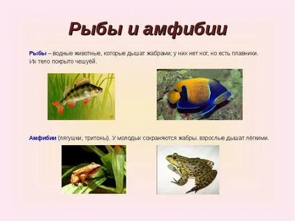 Жабрами тела дышит